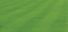 Blue/Rye Mix grass
